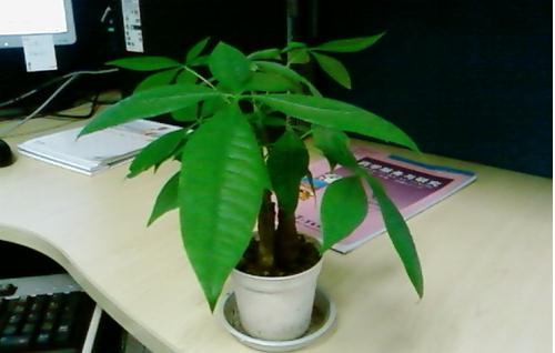 辦公族養(yǎng)生須知:適合辦公室的健康植物