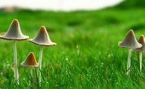 營養豐富美味的蘑菇 幾款關于蘑菇的食療方
