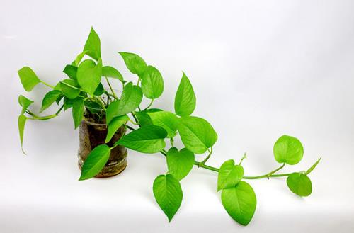 白領(lǐng)一族必備的“健康三寶”