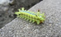 被毛毛蟲蟄傷該如何急救