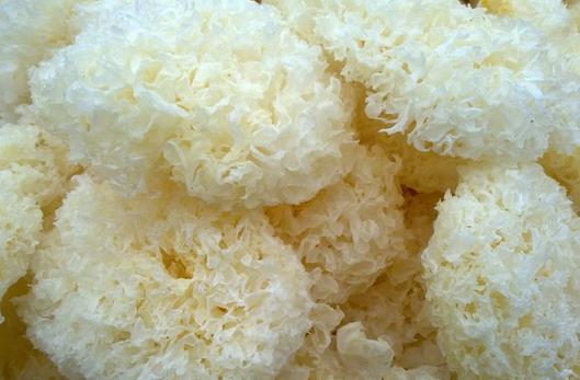 怎么挑選好銀耳？教你辨別銀耳好壞的方法