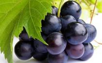 冬季養生多吃10種水果 生津止渴潤喉去燥