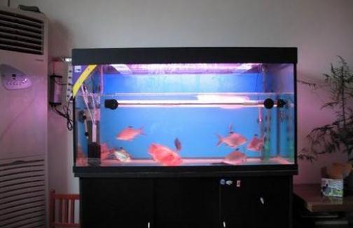 魚缸與家居運(yùn)勢有什么關(guān)系？