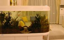 魚缸擺放風水的注意事項有哪些？