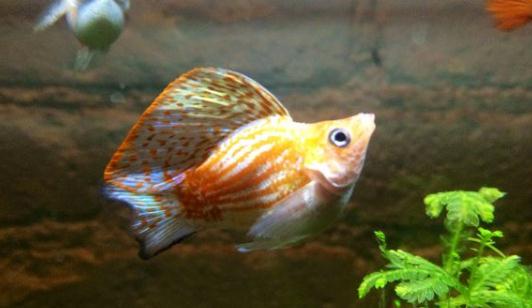 瑪麗魚的品種介紹-瑪麗魚怎么樣？