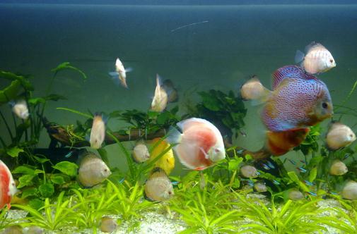 七彩神仙魚的風水學應用有哪些？