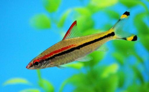 鉛筆魚的魚缸擺放位置-鉛筆魚的風(fēng)水學(xué)應(yīng)用