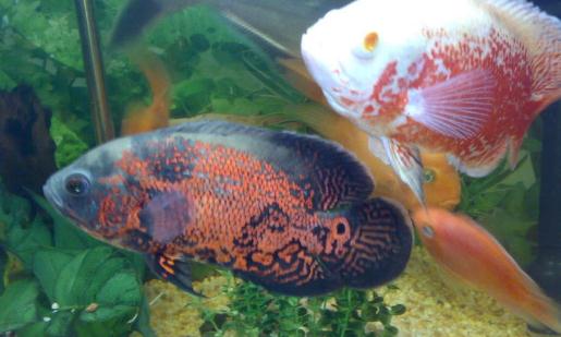 地圖魚有哪些品種？地圖魚怎么樣？