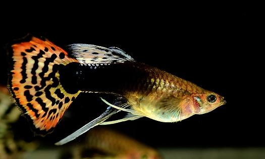 鳳尾魚有哪些風(fēng)水學(xué)應(yīng)用?鳳尾魚的魚缸如何擺放?