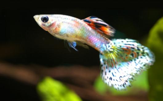 鳳尾魚的簡介-鳳尾魚的品種有哪些？