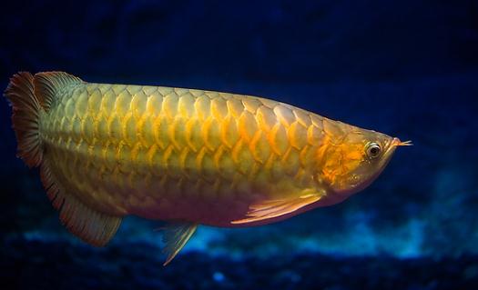 紅龍魚的基本介紹-紅龍魚的品種