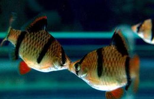 虎皮魚的品種介紹-養(yǎng)虎皮魚好嗎？