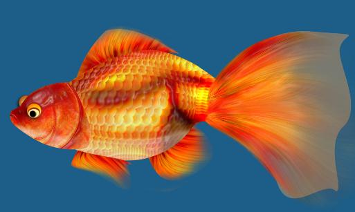 金魚的種類-金魚的養護技巧