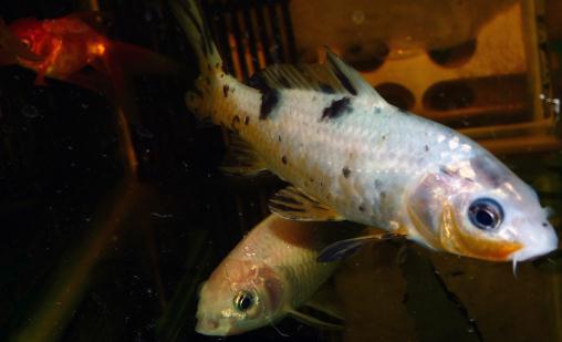 錦鯉魚的基本介紹-錦鯉魚如何養(yǎng)護？