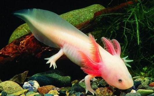 恐龍魚的簡介-恐龍魚怎么樣?