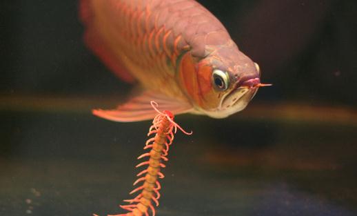 龍魚如何養(yǎng)護(hù)？龍魚是什么？