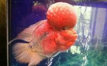 羅漢魚的簡(jiǎn)介-羅漢魚的養(yǎng)護(hù)技巧