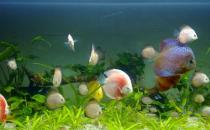 七彩神仙魚(yú)的風(fēng)水學(xué)應(yīng)用有哪些？