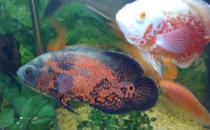 地圖魚有哪些品種？地圖魚怎么樣？