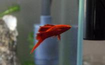 紅箭魚的品種介紹-紅箭魚怎么樣？