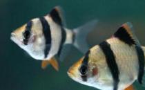 虎皮魚的魚缸怎么擺放？虎皮魚的風水學應用