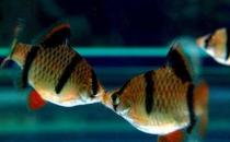 虎皮魚的品種介紹-養虎皮魚好嗎？