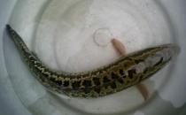 烏魚有哪些營養