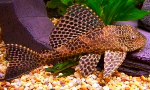 清道夫的基本介紹-清道夫如何養護?