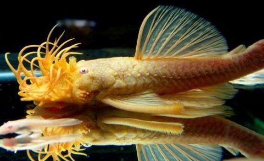 清道夫的風水學應用有哪些？