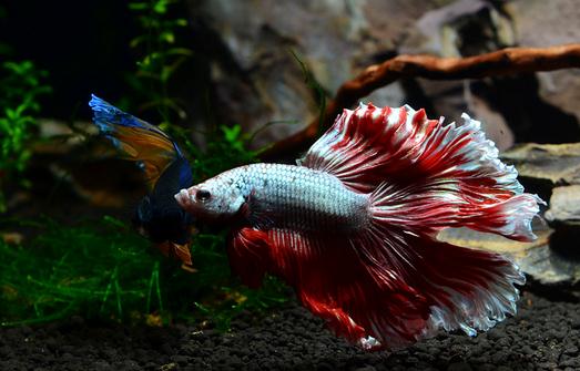 泰國斗魚怎么樣?泰國斗魚的品種介紹