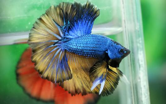 泰國斗魚的風水學應用-泰國斗魚的魚缸擺放位置