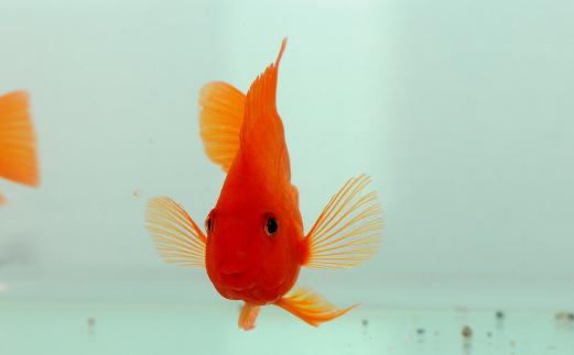 血鸚鵡的風水學應用有哪些？