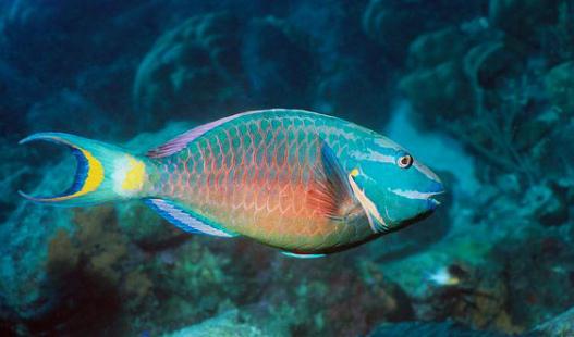 鸚哥魚的風水學應用-鸚哥魚魚缸怎么擺放?