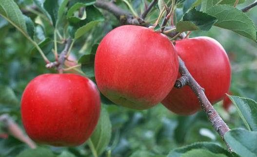 熬夜吃什么養顏？養顏水果大搜羅