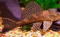 清道夫的基本介紹-清道夫如何養(yǎng)護(hù)？