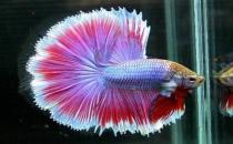 泰國斗魚的價(jià)格-泰國斗魚怎么養(yǎng)？