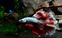 泰國斗魚怎么樣？泰國斗魚的品種介紹