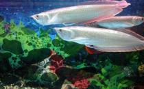 銀龍魚怎么樣？銀龍魚有哪些品種？