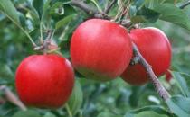 熬夜吃什么養顏？養顏水果大搜羅