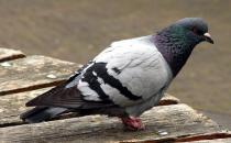 鴿子的營養價值高 胃熱者不宜食用鴿子