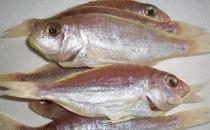 什么是冰鮮食品？如何區(qū)分冰鮮魚和冰凍魚？