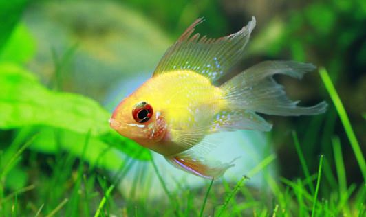 寶蓮燈魚是怎樣的？寶蓮燈魚怎么養？