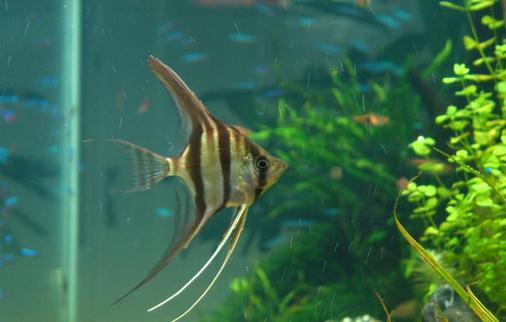 玻璃神仙魚(yú)的簡(jiǎn)介-玻璃神仙魚(yú)的品種區(qū)分