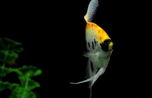 玻璃神仙魚怎么養?玻璃神仙魚的飼養環境