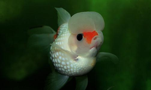 彩色球形珍珠金魚如何進(jìn)行性別區(qū)分？