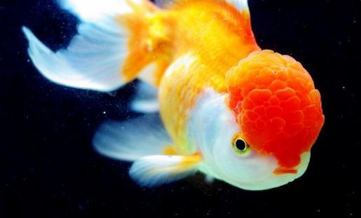 彩色球形珍珠金魚怎么養？彩色球形珍珠金魚換水
