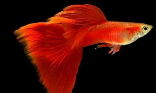 草尾孔雀魚怎么養?草尾孔雀魚的成長繁殖