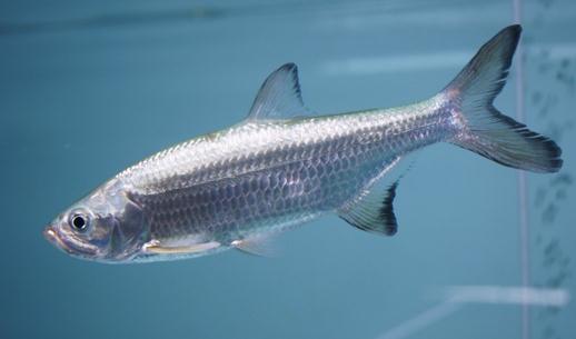 大眼燈鳉的簡(jiǎn)介-大眼燈鳉怎么養(yǎng)?