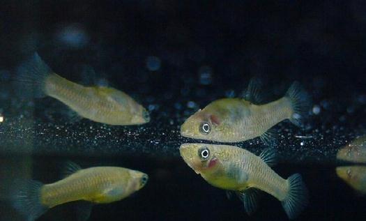 大眼燈鳉如何繁殖?大眼燈鳉的飼養環境