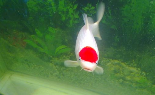 丹頂錦鯉怎么養？丹頂錦鯉的簡介